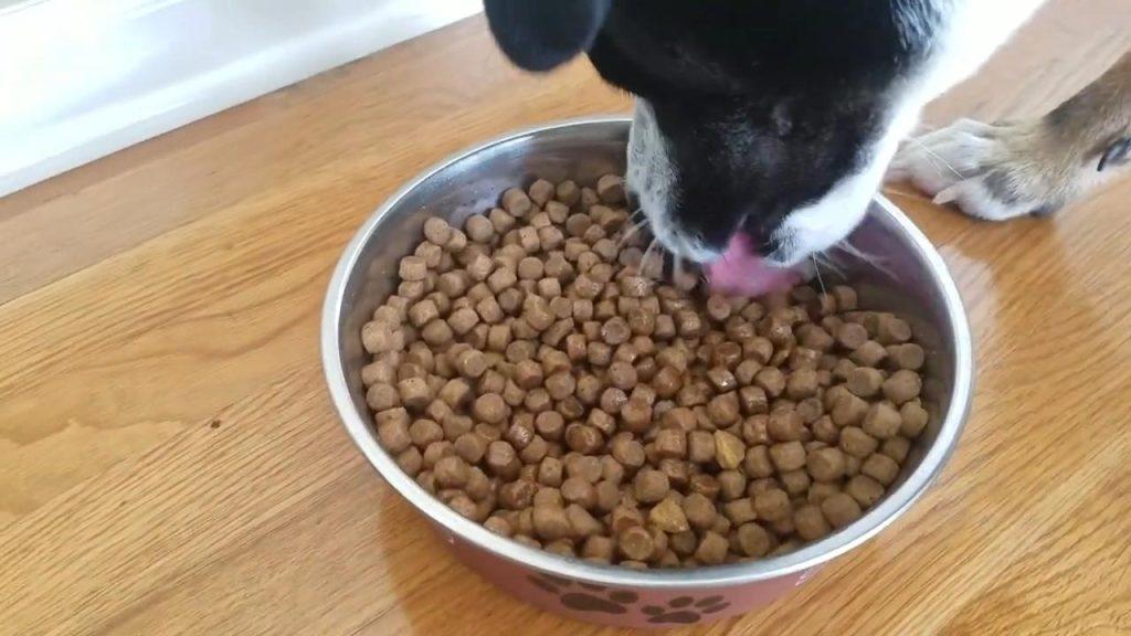狗狗吃狗粮跟颗粒大小有关系吗？
