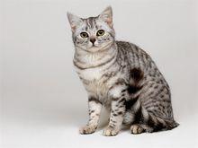 世界名猫——美国短毛猫，美国短毛猫英国短毛猫的区别在哪？