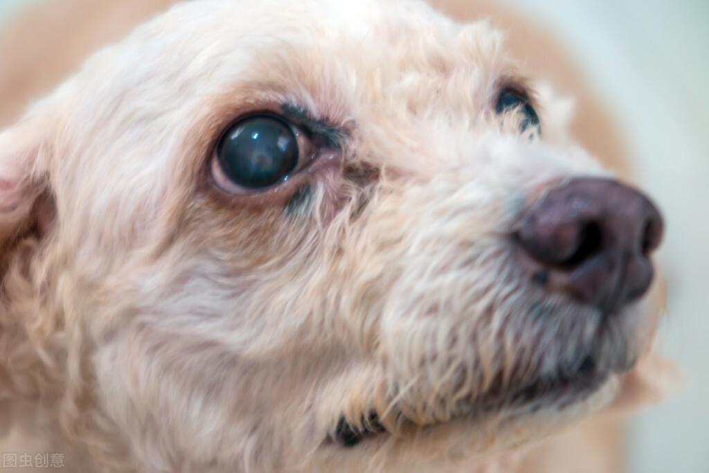 狗狗眼睛红肿睁不开？造成狗狗眼睛红肿的原因是什么？