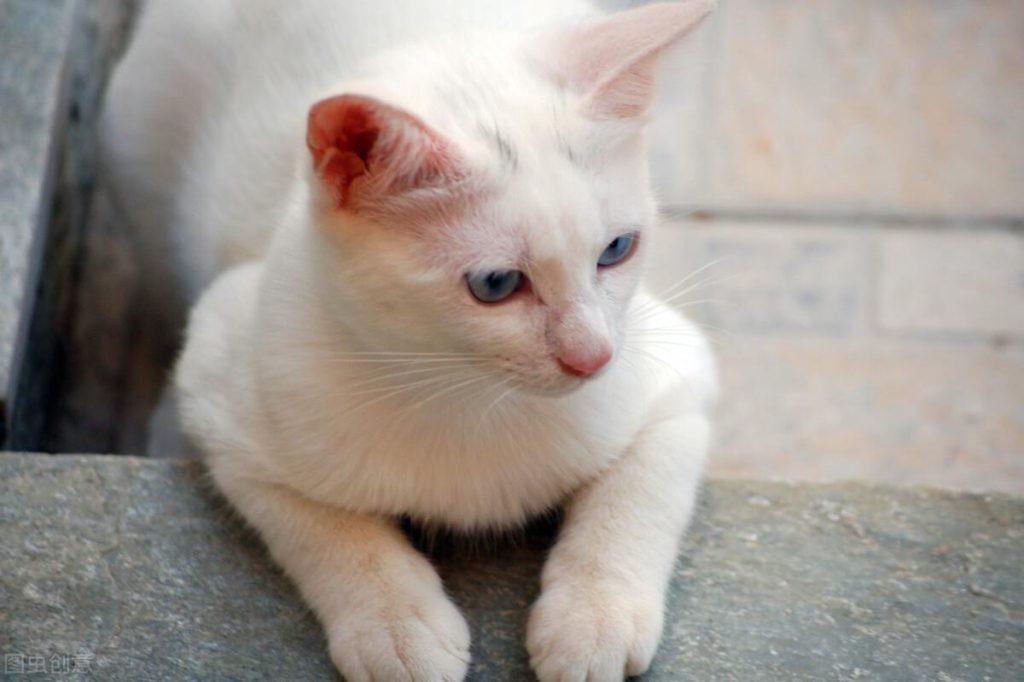 猫咪眼睛有眼屎是怎么回事？会好吗？