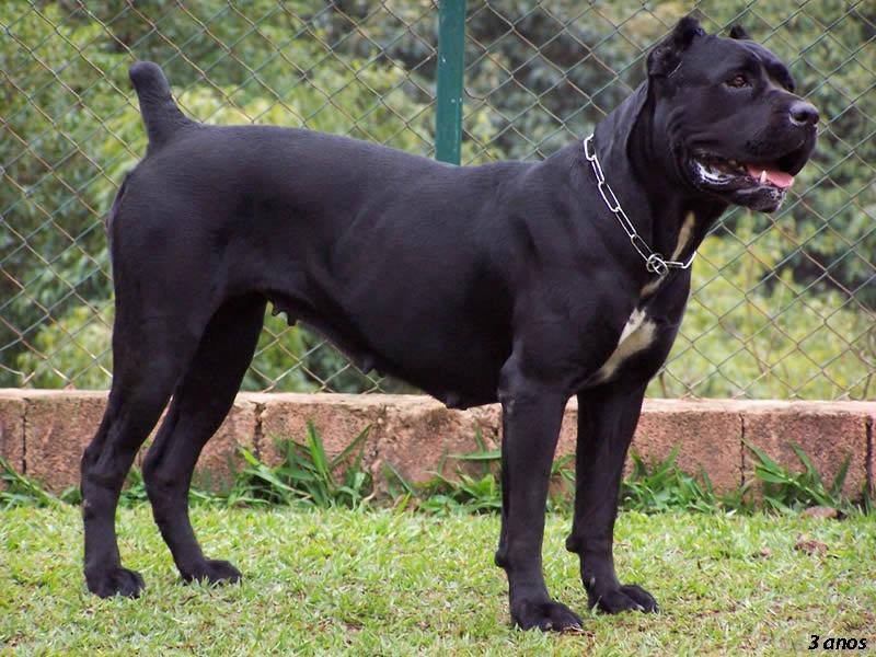 哪种狗狗,才能称得上超级猛犬?狗狗咬合力排名,比特犬在第13 哪种狗狗,才能称得上超级猛犬?狗狗咬合力排名,比特犬在第13