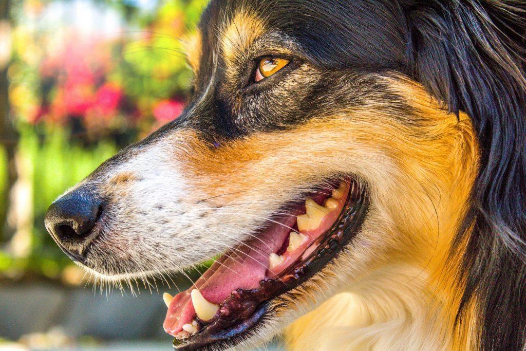 为什么狗狗会有两排牙齿？其实那是乳齿，有些狗狗成年后乳齿还在（狗狗有两排牙正常吗）