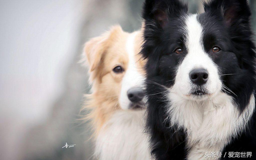 边境牧羊犬和金毛到底哪个好呢？你喜欢金毛大暖男吗？
