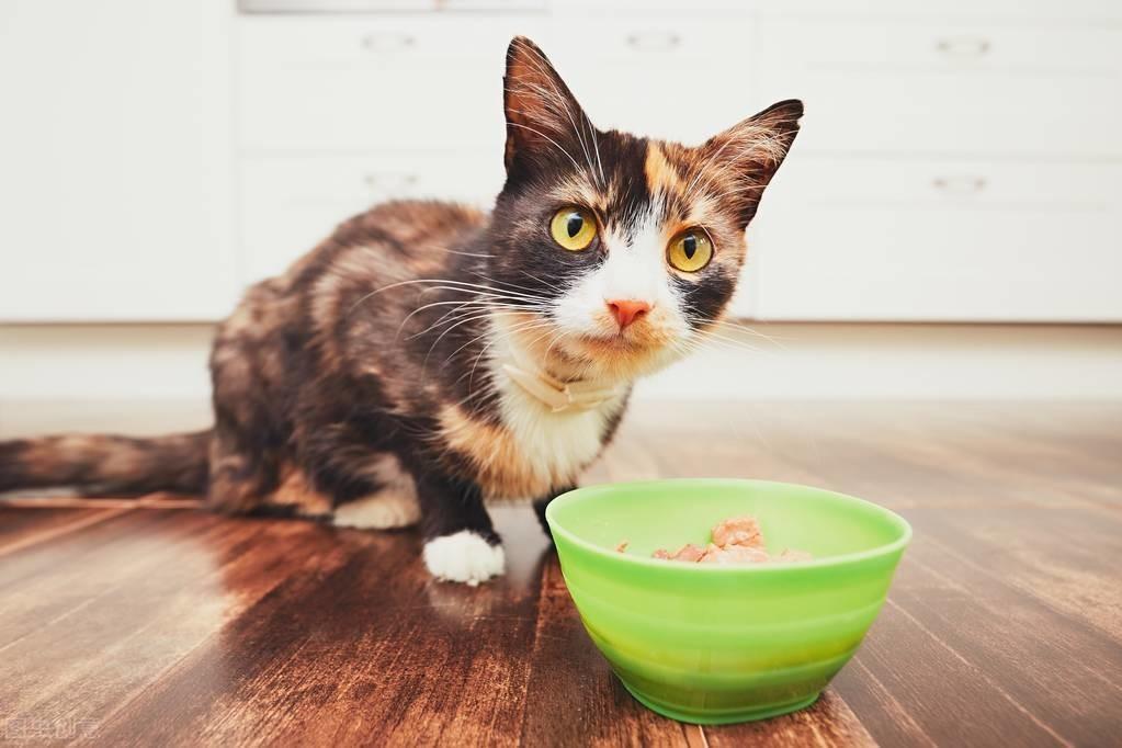 为什么有些猫咪偏瘦?猫咪吃什么能增肥?试试这几种食物 为什么有些猫咪偏瘦?猫咪吃什么能增肥?试试这几种食物