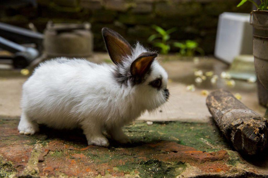 兔子每天吃多少兔粮？适合兔子吃的食物有哪些？