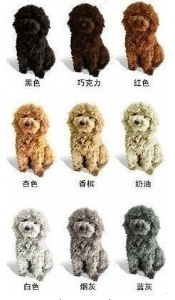 7种颜色的贵宾犬，看看你最喜欢哪种？