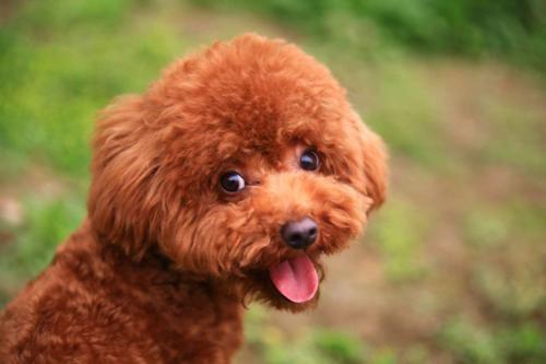 泰迪犬病了有哪些表现？泰迪出现这几大行为，说明它”生病”了