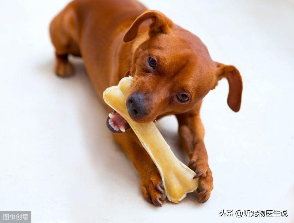 狗狗干呕就是咳嗽或者呕吐?食道异物应该这样诊断和治疗 狗狗干呕就是咳嗽或者呕吐?食道异物应该这样诊断和治疗