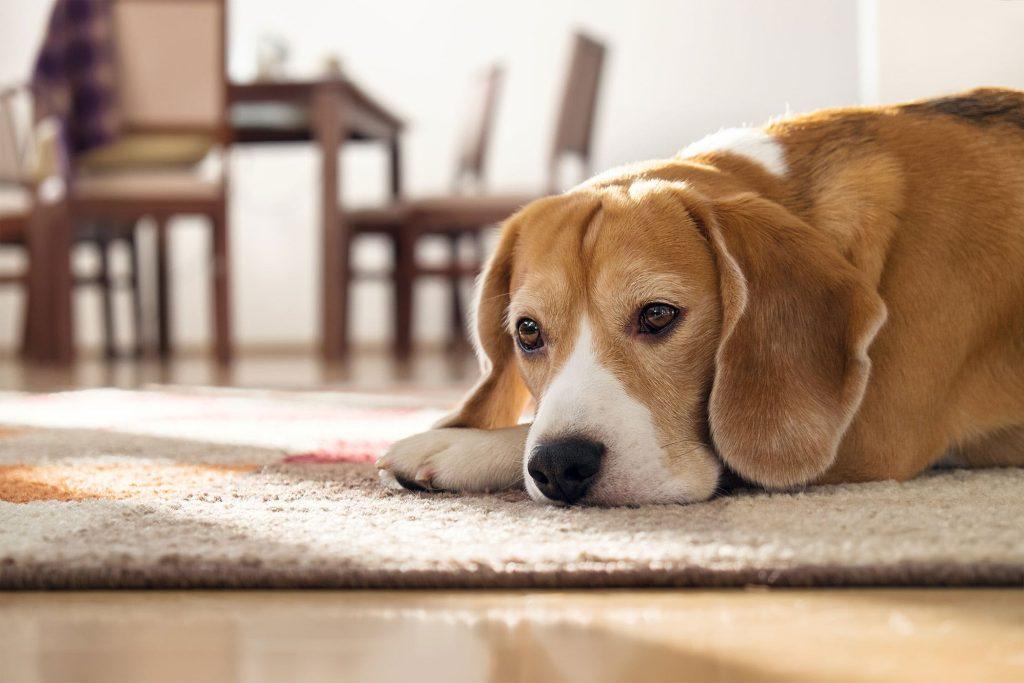 什么会导致狗狗尿路感染？尿路感染的治疗方法是什么？