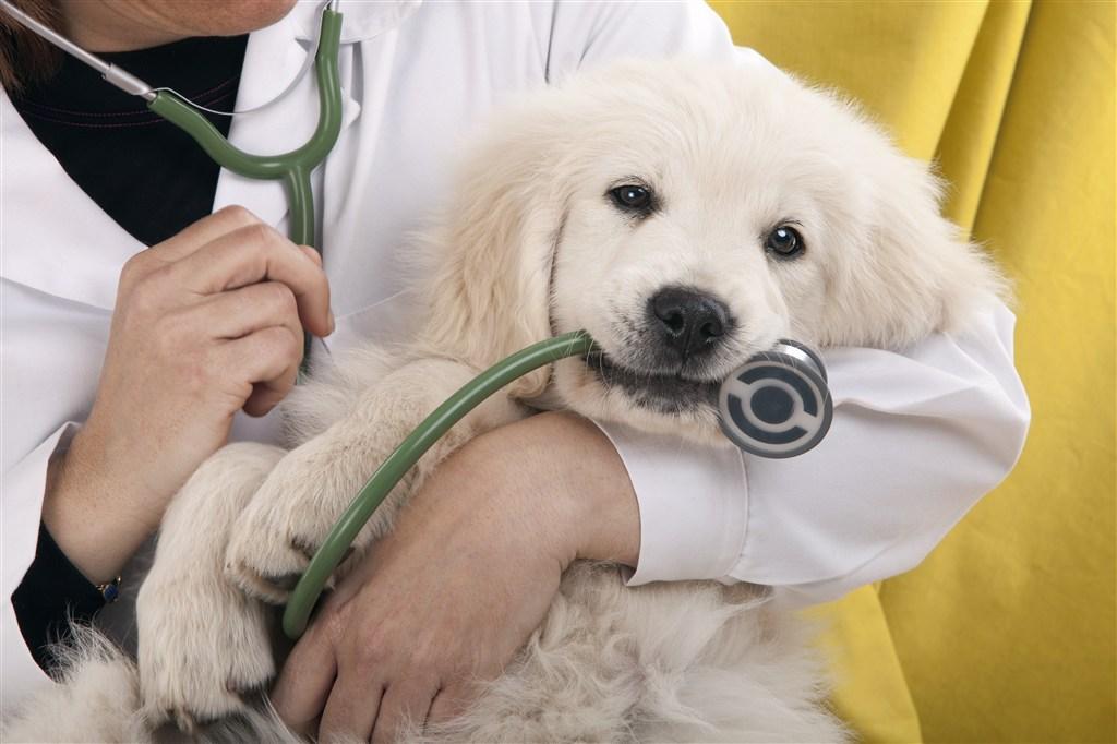 狗狗打疫苗过敏怎么办？如何缓解这种情况？（狗狗打完防疫针后的过敏反应）