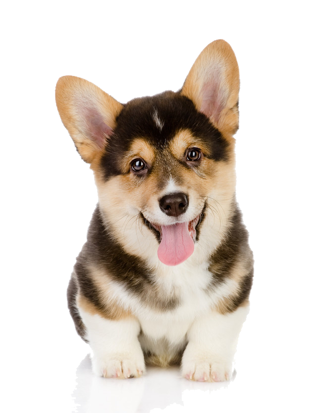 如何去挑选苏格兰牧羊犬？你喜欢苏格兰牧羊犬吗