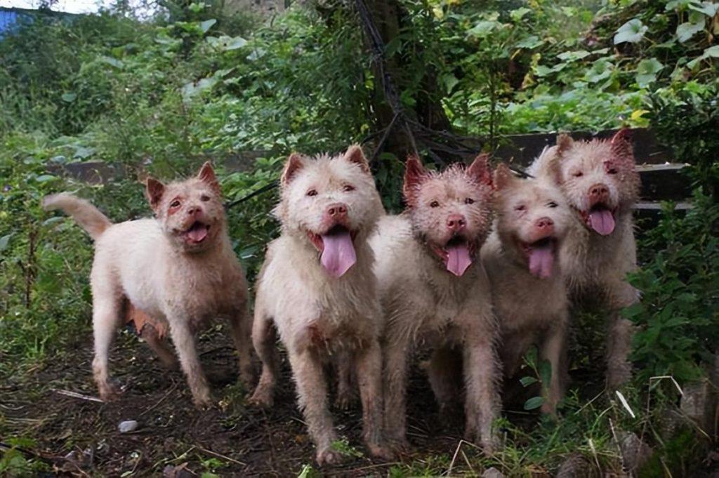 “世界名犬”——下司犬，下司犬沦落的原因