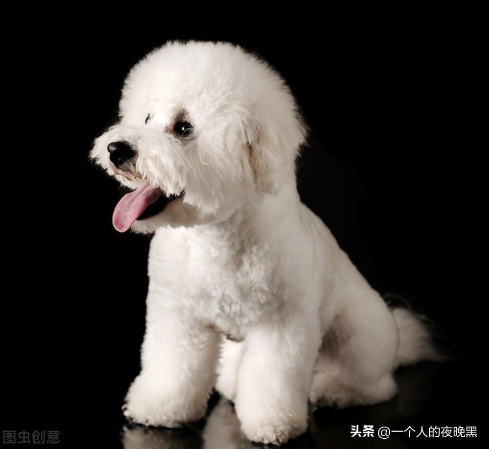 如何饲养贵宾犬？从哪方面入手？