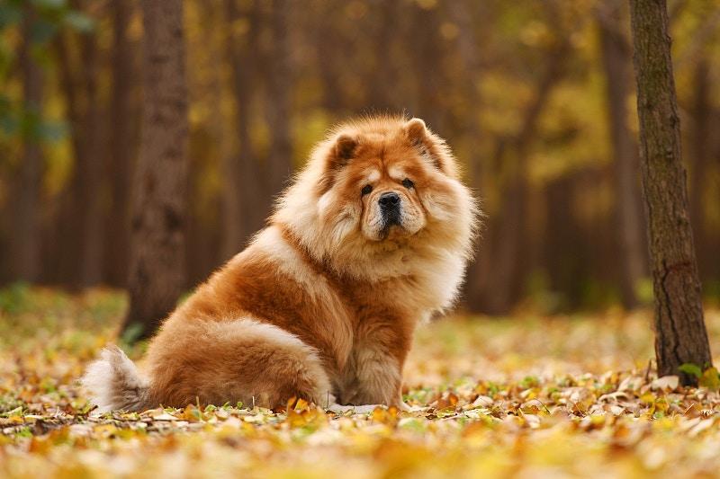 哪种狗狗，才能称得上超级猛犬？狗狗咬合力排名，比特犬在第13