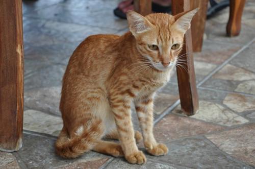 为什么有些猫咪偏瘦？猫咪吃什么能增肥？试试这几种食物