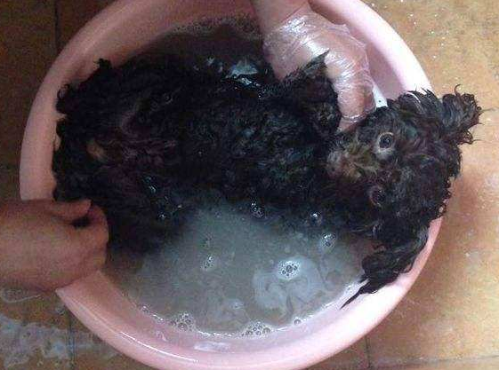 切记！这5种情况，泰迪犬绝不能洗澡