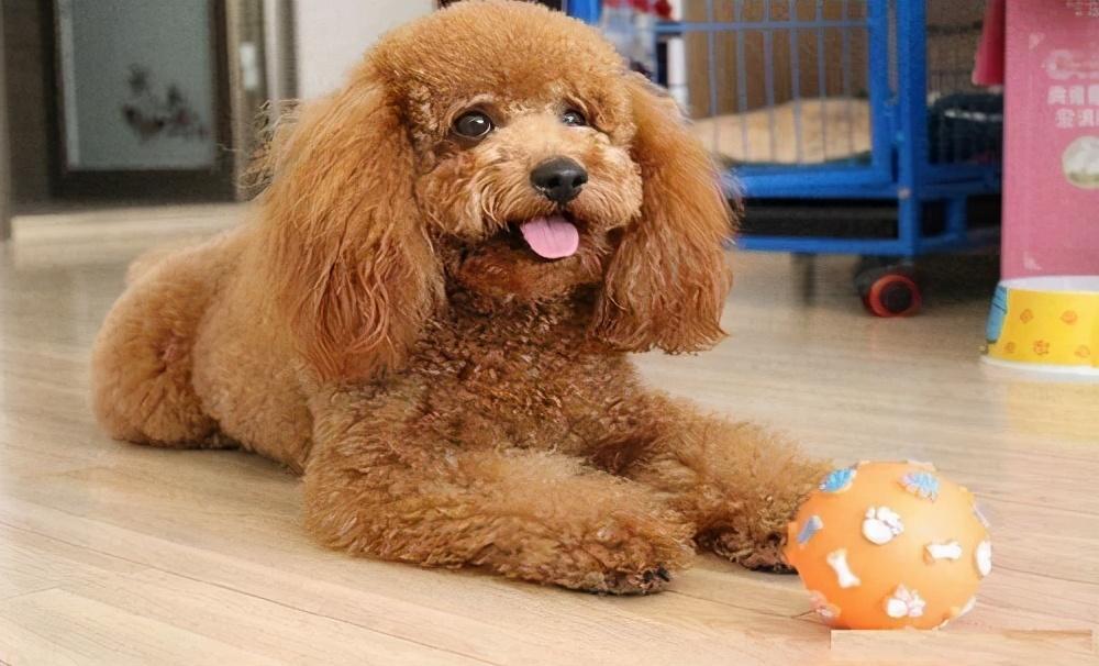 养狗常识：你家泰迪犬一天便便几次呢？