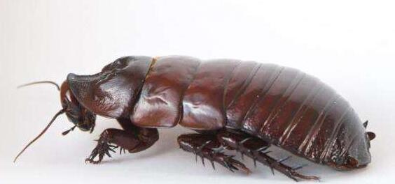 世界上最大的蟑螂——犀牛蟑螂