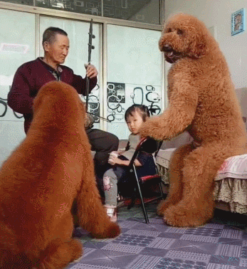 巨型贵宾犬值得入手吗？比较适合小孩子养