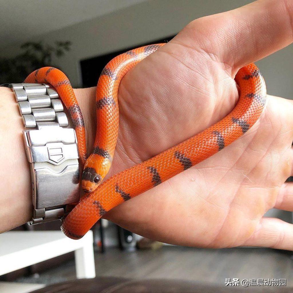 新手想养蛇需要注意什么？事先了解蛇的种类和生活习性，玉米蛇觉得如何？