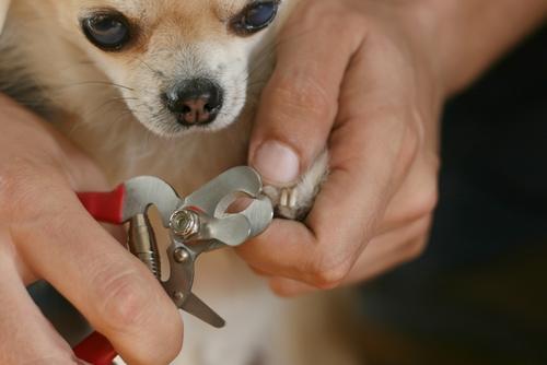 狗狗不喜欢剪指甲，怕剪到血线，主人怎么帮狗剪指甲？主人需要准备这些东西