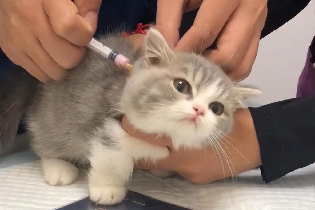 猫咪什么时候打疫苗最好？在什么情况是不能打疫苗的？