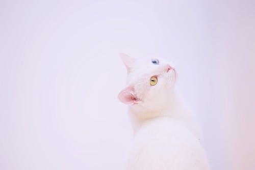 宠物猫分娩过程中需要注意哪些事情?猫咪分娩那些事儿 宠物猫分娩过程中需要注意哪些事情?猫咪分娩那些事儿