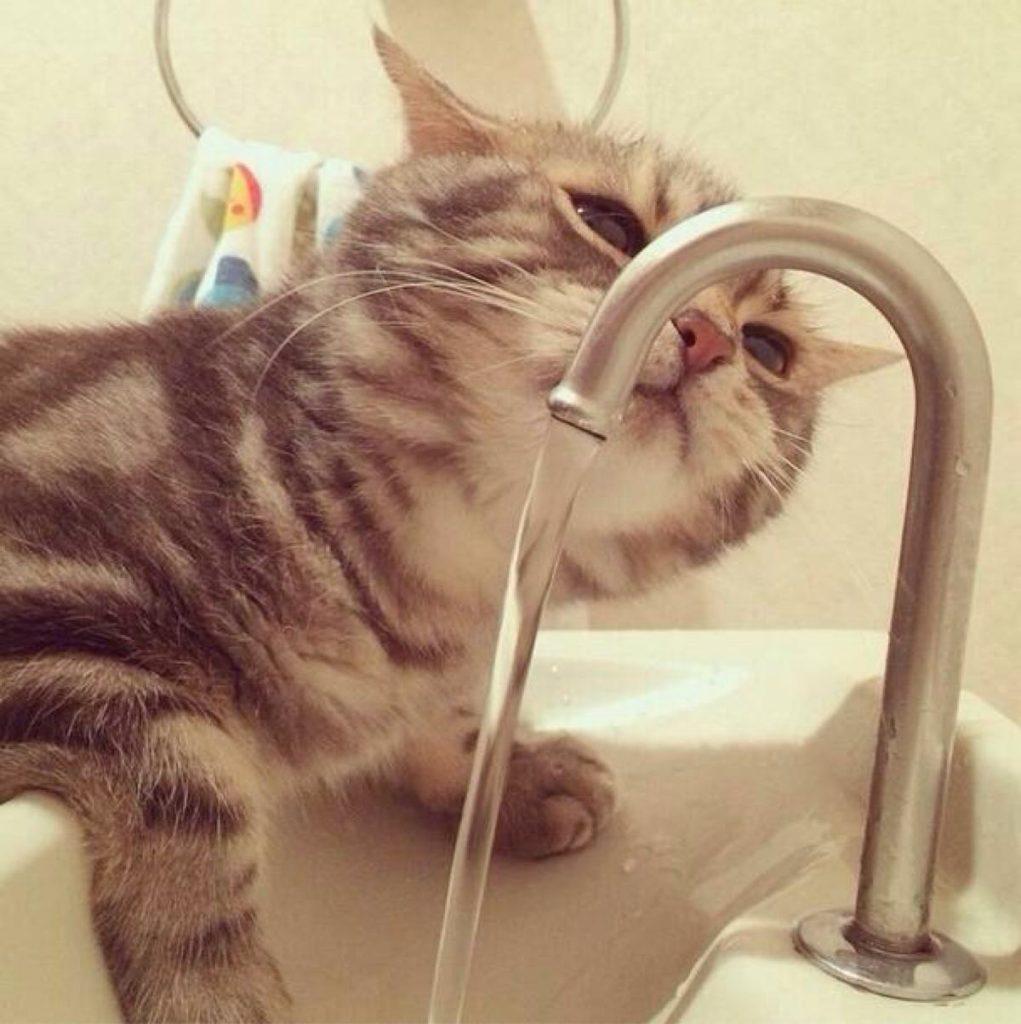 猫咪一天需要喝多少水？猫咪饮水量大量增加是不正常的
