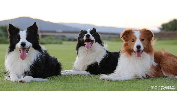 边境牧羊犬和金毛到底哪个好呢？你喜欢金毛大暖男吗？