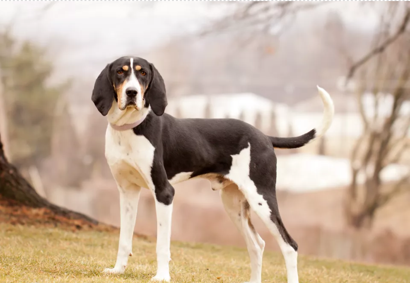 树丛浣熊猎犬小资料（树丛浣熊猎犬好养吗？）