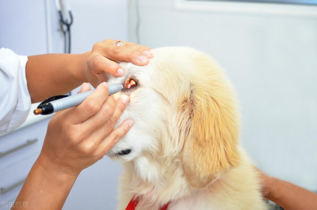 狗狗眼睛红肿睁不开怎么办？造成狗狗眼睛红肿的原因是什么?