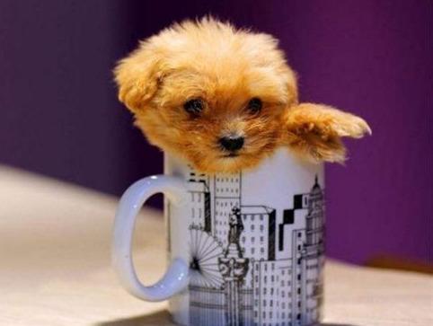 为什么曾经风靡一时的茶杯犬，如今却很少人养呢？