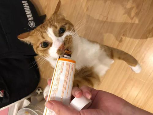 为什么有些猫咪偏瘦?猫咪吃什么能增肥?试试这几种食物 为什么有些猫咪偏瘦?猫咪吃什么能增肥?试试这几种食物