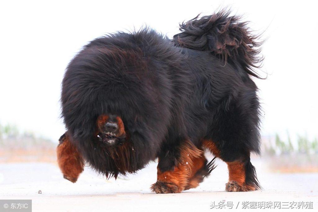 藏獒产后不吃食怎么办？产后的注意事项有哪些？