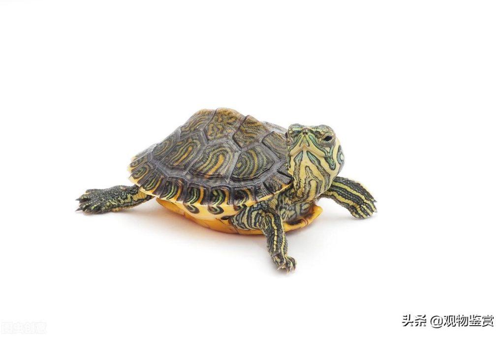 5元的小乌龟是什么品种？最常见的就是巴西龟
