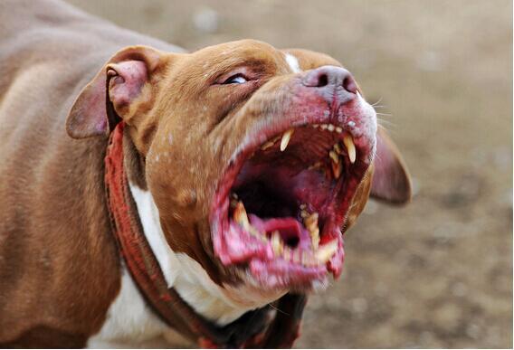 盘点世界上最凶猛的8种烈性犬，比特犬vs藏獒那个更加厉害一些呢？