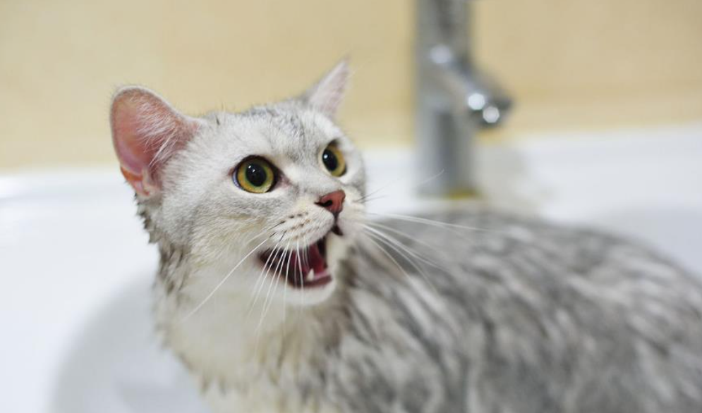 猫咪怕洗澡怎么办？猫咪洗澡注意事项分享