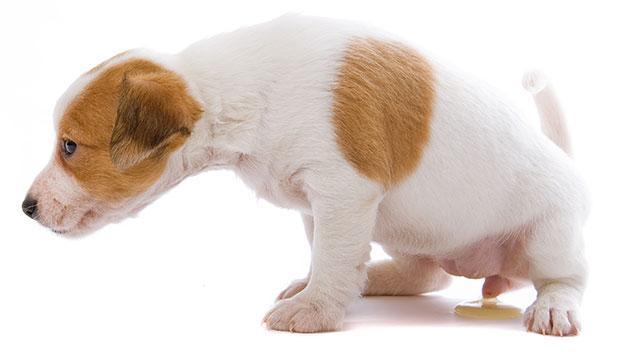 什么会导致狗狗尿路感染？尿路感染的治疗方法是什么？