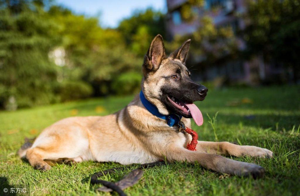 纯种马犬多少钱一只？1800-3000之间不等