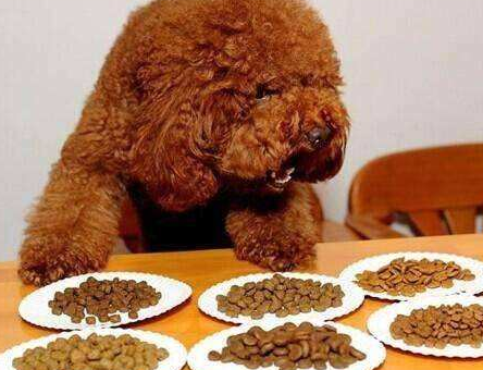 泰迪犬肛门腺多久挤一次？教你肛门腺正确挤法