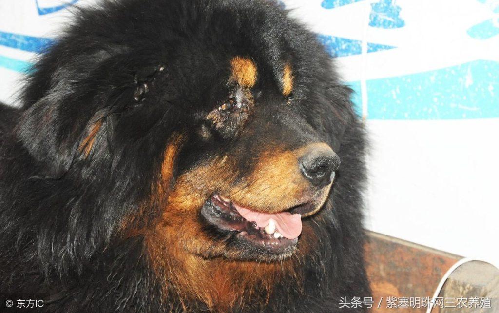 藏獒产后不吃食怎么办？产后的注意事项有哪些？
