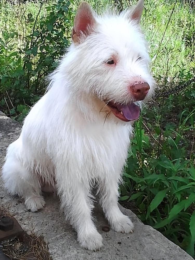 “世界名犬”——下司犬，下司犬沦落的原因