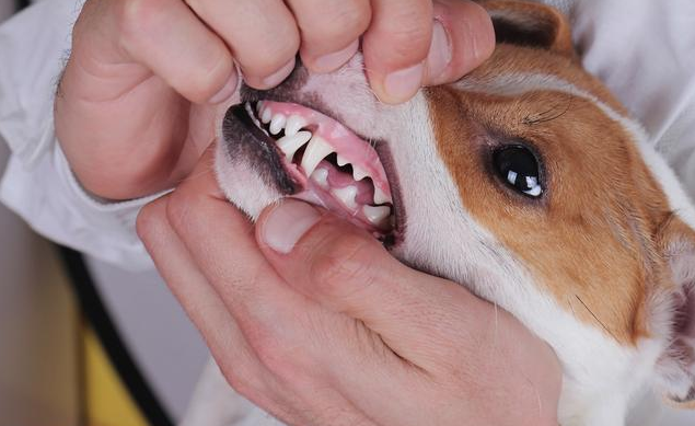 狗狗换牙时期怎么补钙？狗狗换牙期还要注意什么？