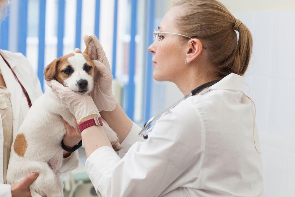 十只狗狗，九只都曾得过这种病，什么是犬尿道感染？