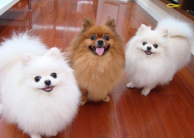 简单7招，教你区分纯种博美犬和串串博美犬！