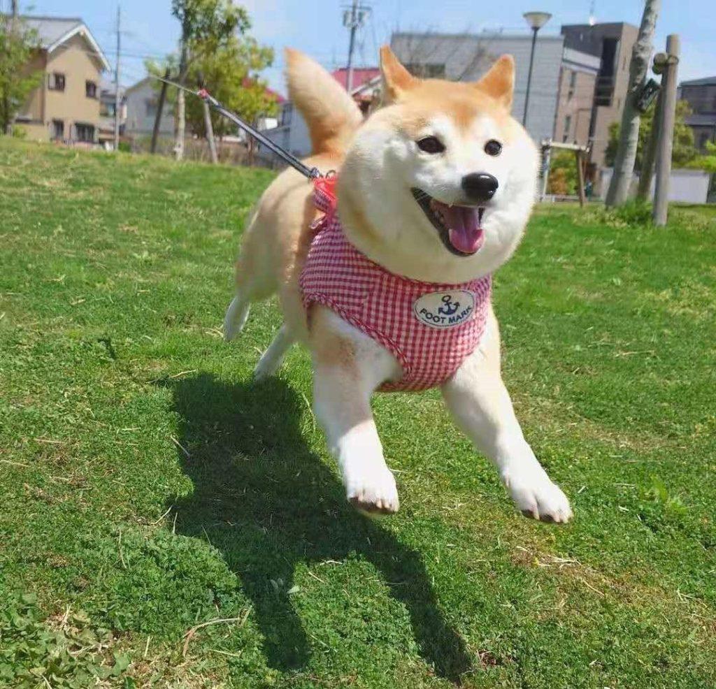养一只柴犬每个月的花销大概在多少钱？到底能不能承受呢？