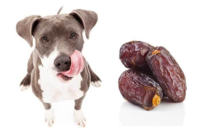 狗狗偷吃到枣会有问题吗？枣是它的美味还是危险