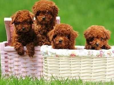 泰迪犬那么受欢迎，为什么价格却那么低？