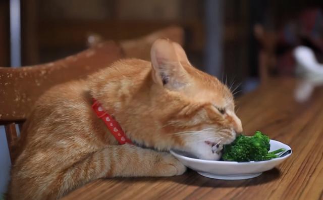 常见的7种食物，对猫咪身体有好处