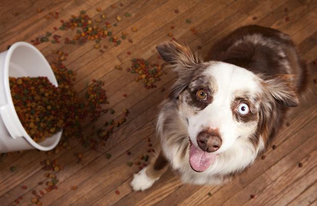 关于狗狗食物存储常见误区，你的收纳方法对吗？（收藏小狗作文）